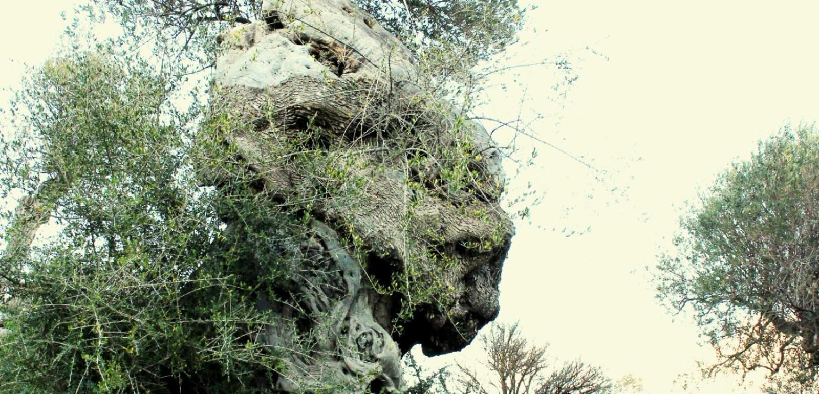 Caltavuturo Casa Della Nonnaヴィラ エクステリア 写真